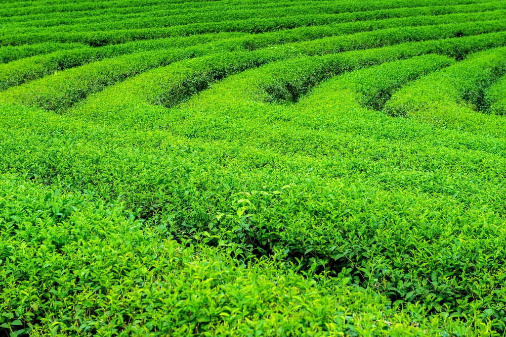 Matcha: ¿De Dónde Viene Esta Maravilla Verde?